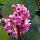 Bergenia cordifolia