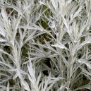 Artemisia lud. 'Silver Queen'