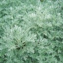 Artemisia 'Powis Castle' sin. Artemisia arborescens 'Brass Band'