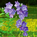 Campanula persicifolia 'Telham Beauty'
