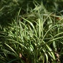 Carex oshimensis 'Evergold'