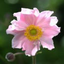 Anemone x hybrida 'Konigin Charlotte'