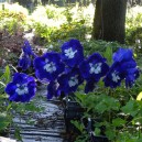 Delphinium (P) 'King Arthur'