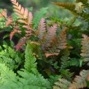 Dryopteris erythrosora