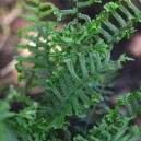 Dryopteris affinis 'Cristata'