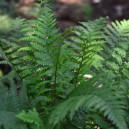 Dryopteris filix-mas