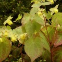 Epimedium versicolor 'Sulphureum'