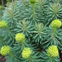 Euphorbia characias subsp. wulfenii