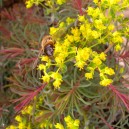 Euphorbia cyparissias 'Clarice Howard'