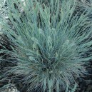 Festuca glauca 'Elijah Blue'