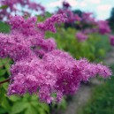 Filipendula purpurea