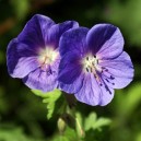 Geranium  himalayense ‘Johnsons‘ s Blue’