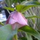 Helleborus orientalis 'Pink Lady'
