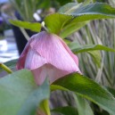 Helleborus orientalis 'Pink Lady'