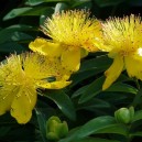 Hypericum calycinum