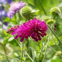 Knautia macedonoica "Melton Pastels"