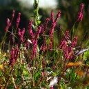 Persicaria amplexicaulis