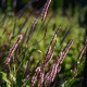 Persicaria amplexicaulis