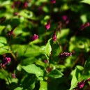 Persicaria amplexicaulis 'Inverleith'