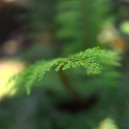 Polystichum setiferum 'Herrenhausen'