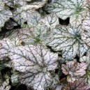 Heucherella 'Quicksilver' ®