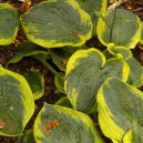 Hosta sieboldiana 'Frances Williams'