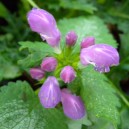 Lamium maculatum 'Beacon Silver'