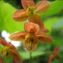 Epimedium pubigerum 'Orangekönigin'