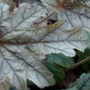 Heucherella 'Silverstreak' 