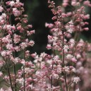 Heucherella alba 'Bridget Bloom'