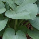 Hosta 'Blue Mammoth'