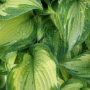 Hosta fortunei 'Albopicta'