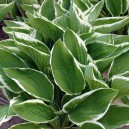 Hosta fortunei 'Francee'