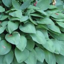 Hosta fortunei 'Hyacinthina'