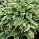 Hosta fortunei 'Moerheim'