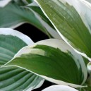 Hosta fortunei 'Patriot'