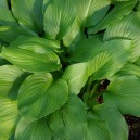 Hosta 'Honeybells'