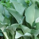 Hosta 'Krossa Regal'