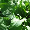 Hosta 'Royal Standard'