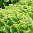 Hosta 'Shade Fanfare'