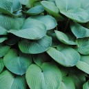 Hosta sieboldiana 'Elegans'