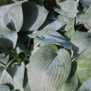 Hosta tardiana 'Halcyon'