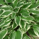 Hosta undulata 'Albomarginata'