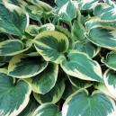 Hosta 'Wide Brim'