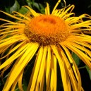 Inula helenium