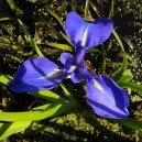 Iris germanica (viola-blu)