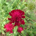 Knautia macedonica "Red Knights" ®