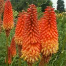 Kniphofia 'Alcazar'