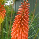 Kniphofia uvaria