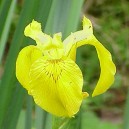 Iris germanica (giallo)